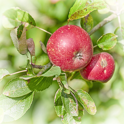 Buy stock photo A photo of tasty and beautiful apples in my garden