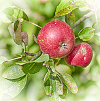 Red Apples in my garden