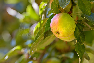 Buy stock photo A photo of tasty and beautiful apples