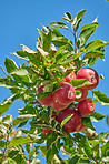 Tasty and beautiful apples