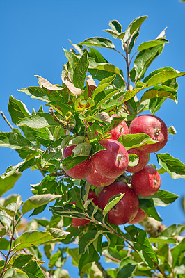 Buy stock photo A photo of tasty and beautiful apples