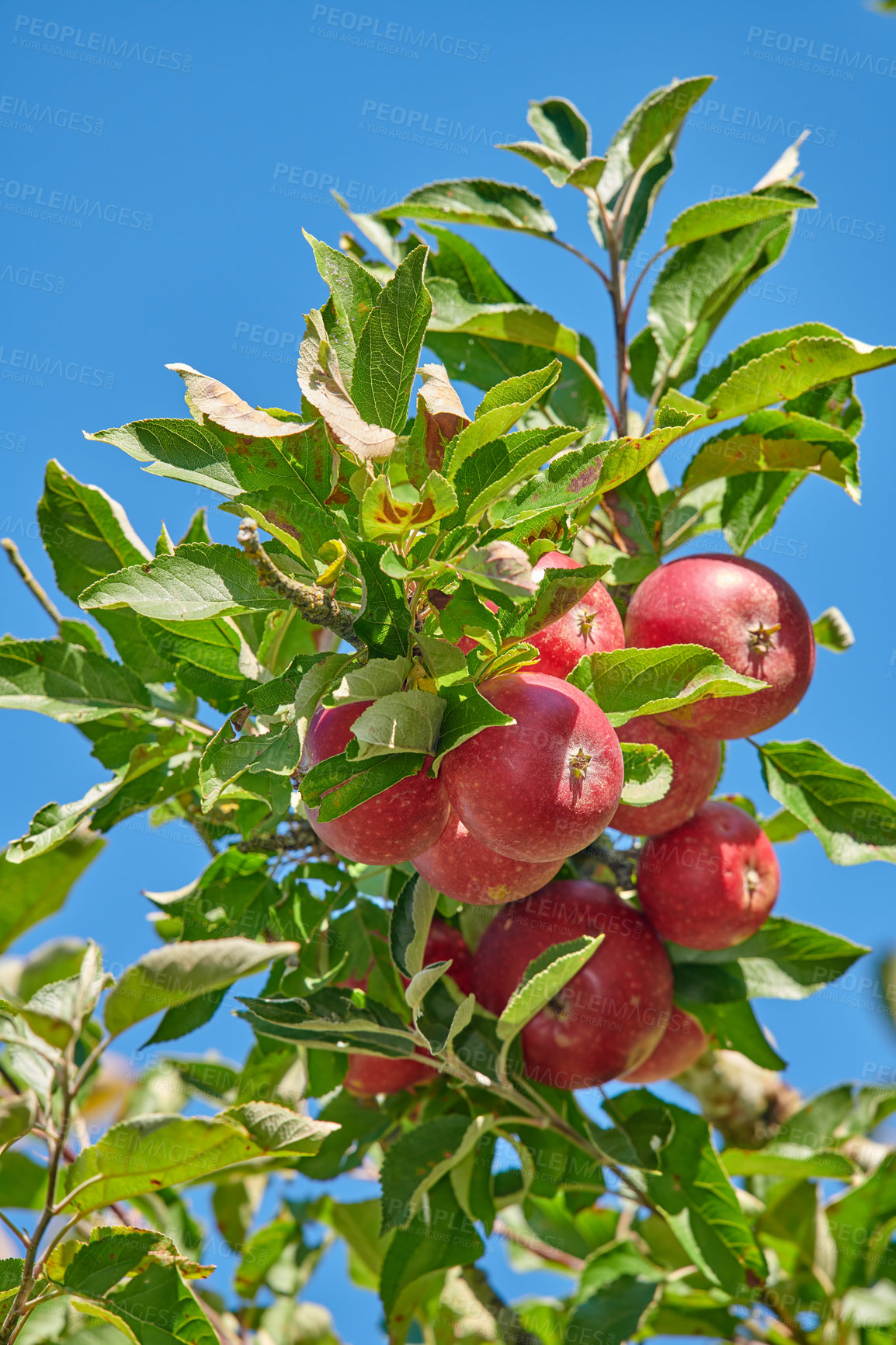 Buy stock photo A photo of tasty and beautiful apples