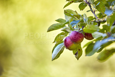 Buy stock photo A photo of tasty and beautiful apples