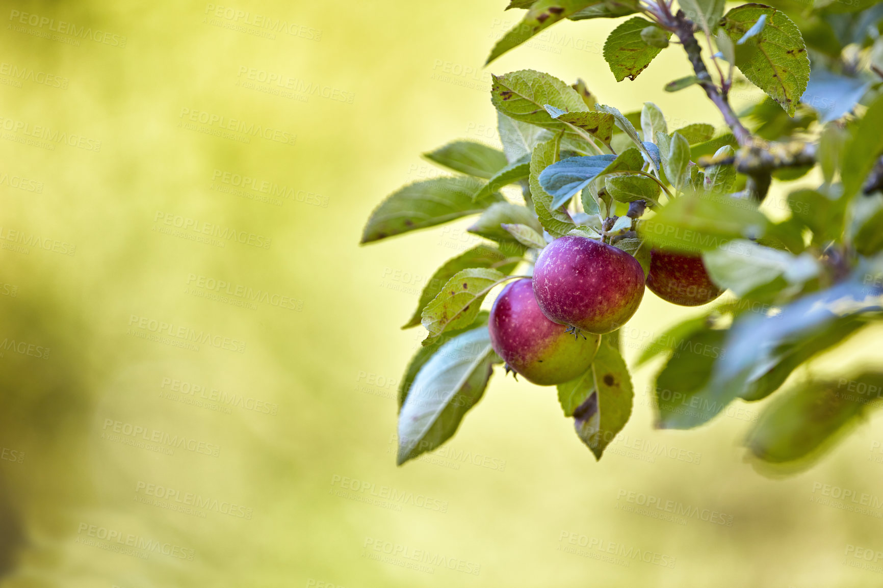 Buy stock photo A photo of tasty and beautiful apples