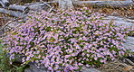 Flowers, plants and trees on mountain side in South Africa