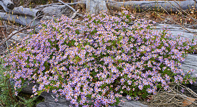 Buy stock photo Landscape of pink flora blooming in a flowerbed. Flowers, plants, and trees on a secluded field in South Africa, Western Cape. Aster flowering plants growing on a lawn or in a park during summer.