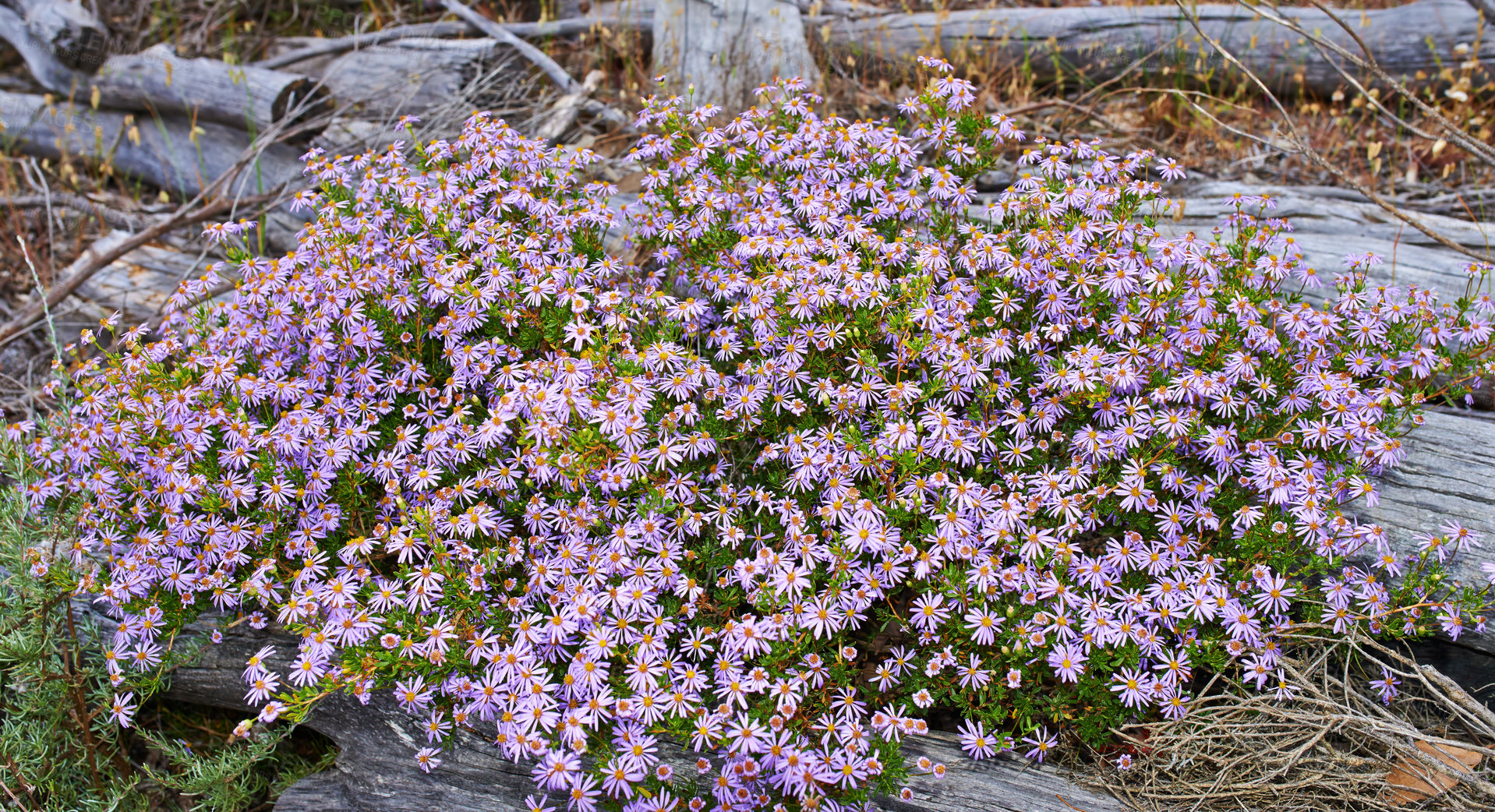 Buy stock photo Landscape of pink flora blooming in a flowerbed. Flowers, plants, and trees on a secluded field in South Africa, Western Cape. Aster flowering plants growing on a lawn or in a park during summer.