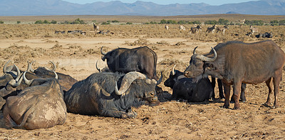 Buy stock photo A herd of wild African Buffalo outdoors on the safari on a hot summer day. Wildlife in the savannah basking in the sun before migrating to another region. A view of animals in the wilderness