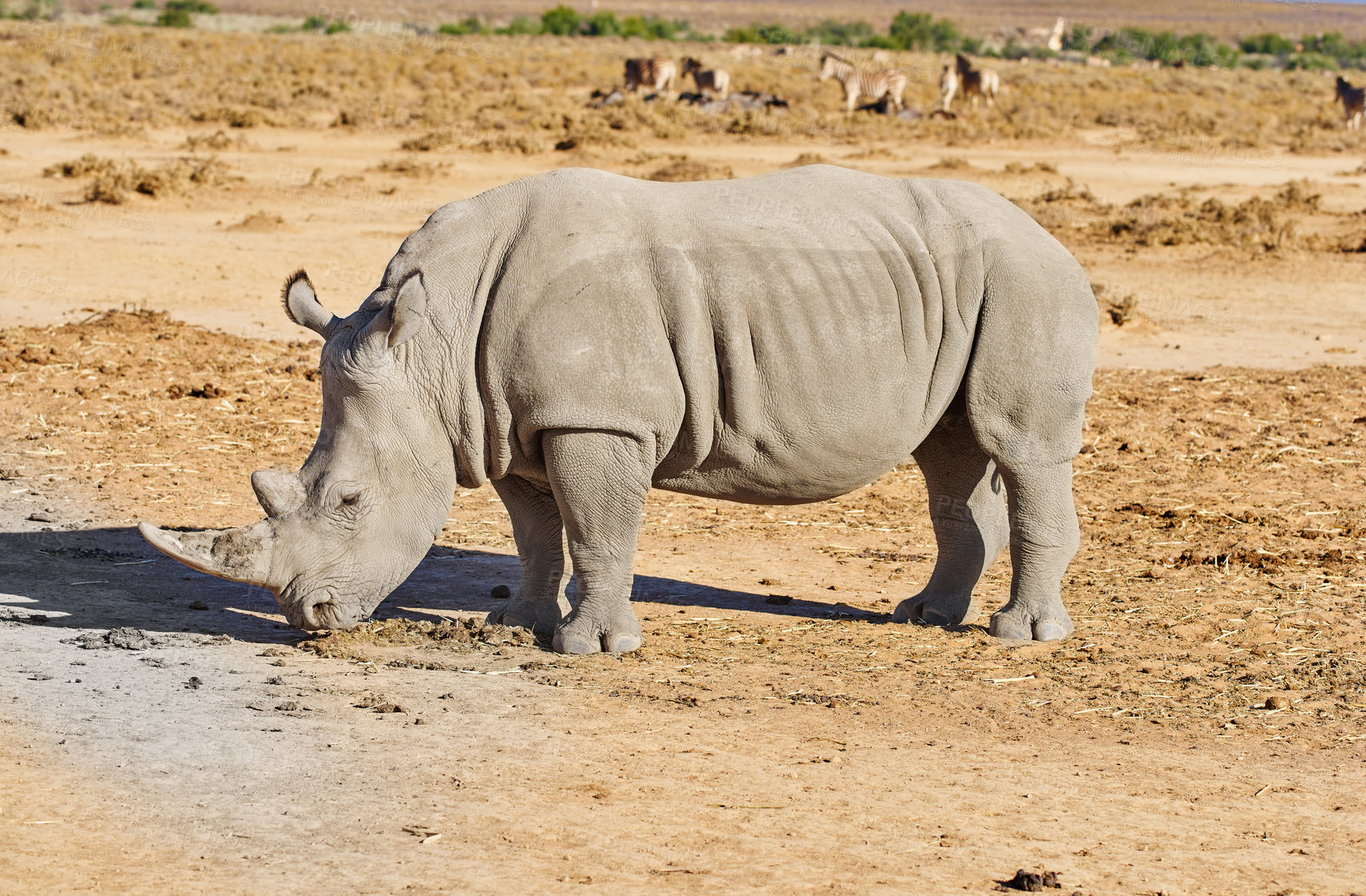 Buy stock photo A rhino grazing on a dry brownfield on a safari in South Africa. Large animal standing and feeding  in a wilderness habitat with caries different species of mammals in the background in nature