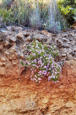 Buy stock photo Pink flowers and wild grass growing on mountain side in South Africa. Landscape view of Saponaria ocymoides blooming on dry rocky cliff with bushes and shrubs in uncultivated nature reserve in summer