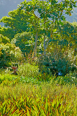 Buy stock photo Green trees and plants growing in nature reserve and botanical garden for tourism industry in scenic landscape of South Africa. Lush flora, bushes and shrubs in a peaceful, calm and serene location