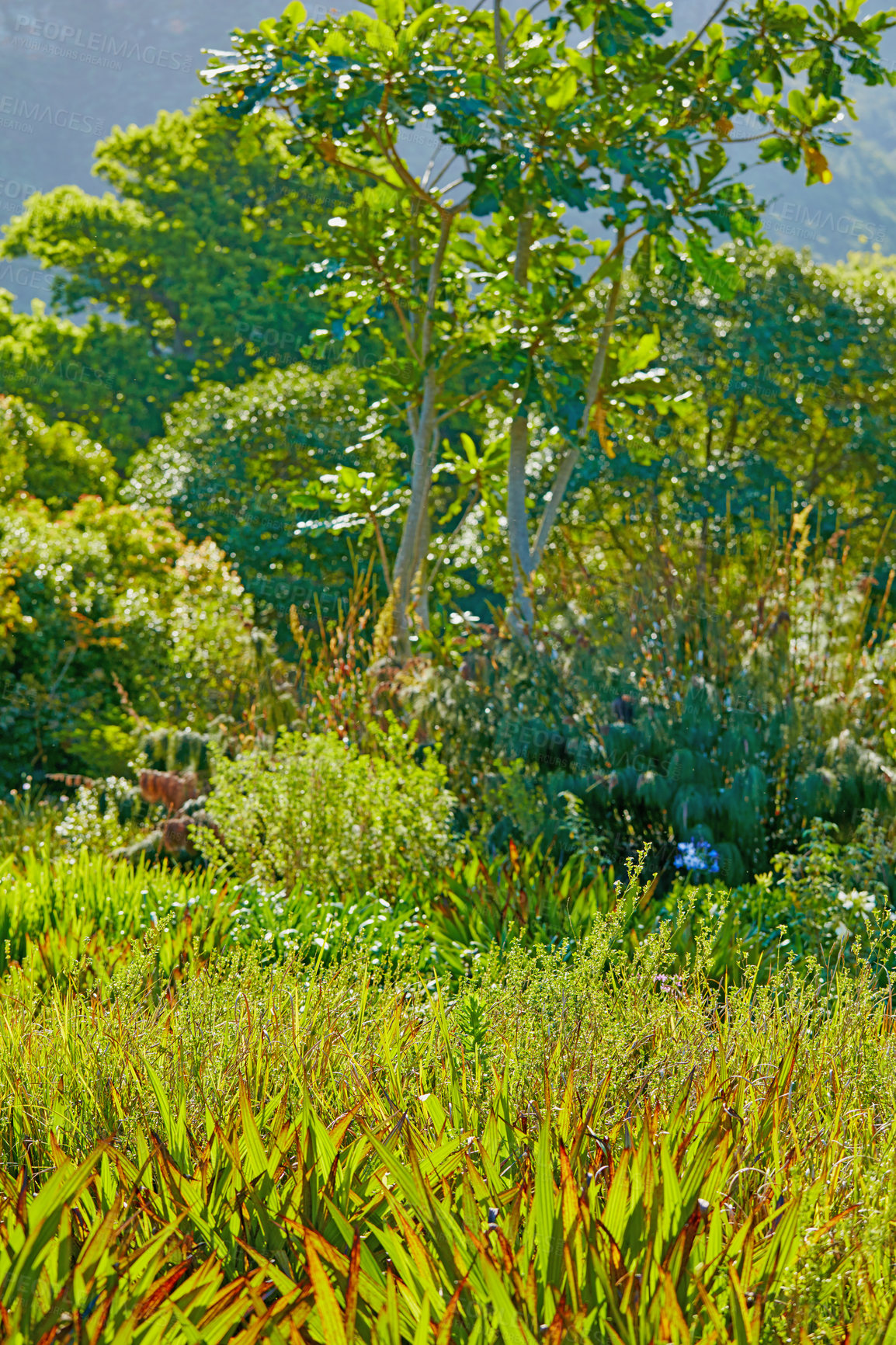 Buy stock photo Green trees and plants growing in nature reserve and botanical garden for tourism industry in scenic landscape of South Africa. Lush flora, bushes and shrubs in a peaceful, calm and serene location