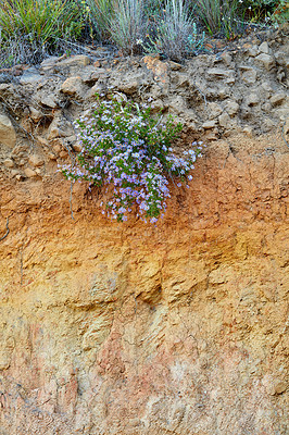 Buy stock photo Purple fynbos flowers growing on a cliff on Table Mountain in Cape Town in South Africa. Bushes and dry shrubs with flora and plants in a rocky, serene and uncultivated nature reserve in summer