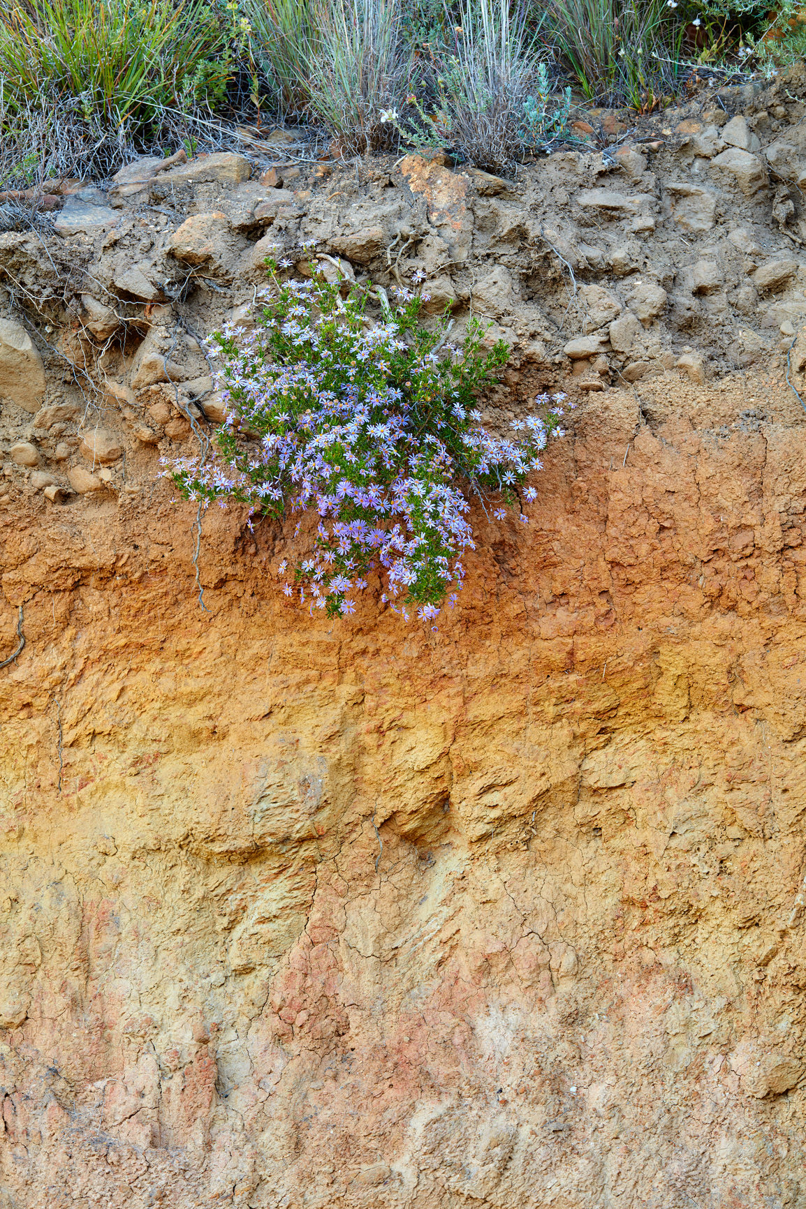 Buy stock photo Purple fynbos flowers growing on a cliff on Table Mountain in Cape Town in South Africa. Bushes and dry shrubs with flora and plants in a rocky, serene and uncultivated nature reserve in summer