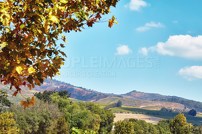 Buy stock photo Autumn leaves and vibrant trees on the mountainside in South Africa, Western Cape. Landscape view of natural terrain with cloudy blue sky and indigenous flora. Agriculture with a vineyard background