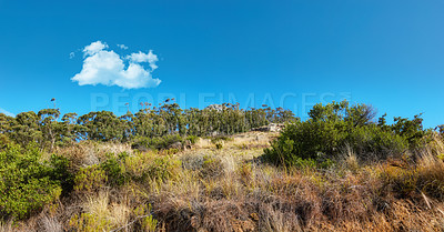 Buy stock photo Trees on a mountain cliff against the blue sky in nature.  Landscape view of green plants on a grassy field with trees on a hill side on a sunny day with copy space and blue sky with cloud. 