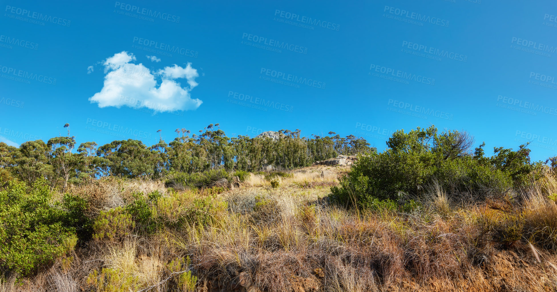 Buy stock photo Trees on a mountain cliff against the blue sky in nature.  Landscape view of green plants on a grassy field with trees on a hill side on a sunny day with copy space and blue sky with cloud. 