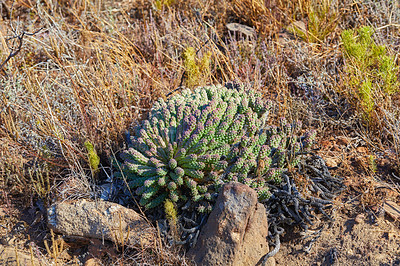 Buy stock photo Closeup of succulents and wild dry grass growing in the mountainside. Indigineous South African plants, Fynbos and cacti between rocks on an adventure hiking trail in Cape Town, Western Cape