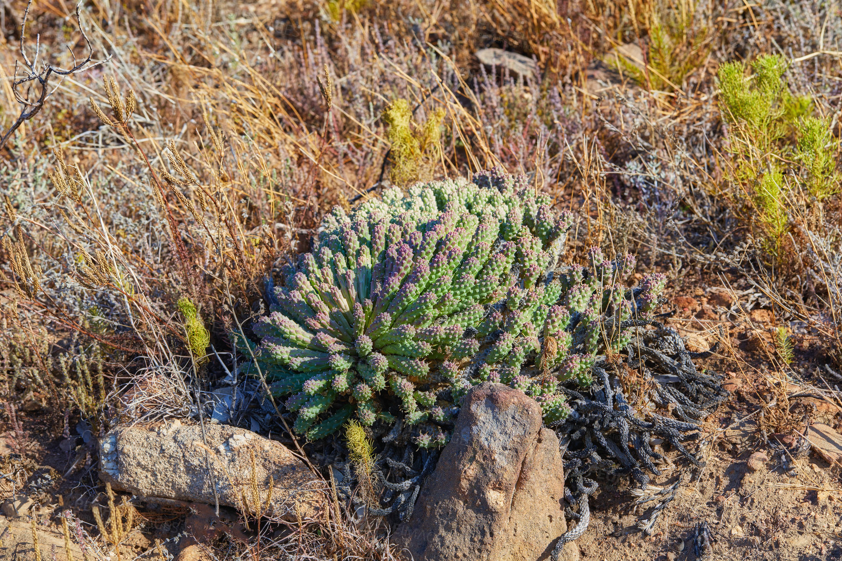Buy stock photo Closeup of succulents and wild dry grass growing in the mountainside. Indigineous South African plants, Fynbos and cacti between rocks on an adventure hiking trail in Cape Town, Western Cape