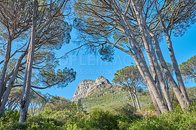Buy stock photo Landscape view of Lions Head mountain, forest trees and blue sky in remote hiking area or tourism destination in Cape Town, South Africa. Calm, serene or tranquil countryside for relaxing in nature