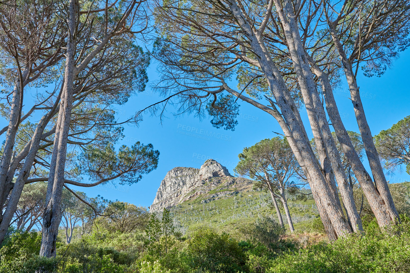 Buy stock photo Landscape view of Lions Head mountain, forest trees and blue sky in remote hiking area or tourism destination in Cape Town, South Africa. Calm, serene or tranquil countryside for relaxing in nature