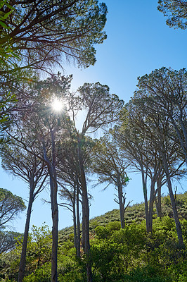 Buy stock photo Landscape view of trees on a mountain against a clear blue sky in nature during summer. Pine trees, vegetation, and greenery growing in a forest for hiking and adventure during vacations and holidays