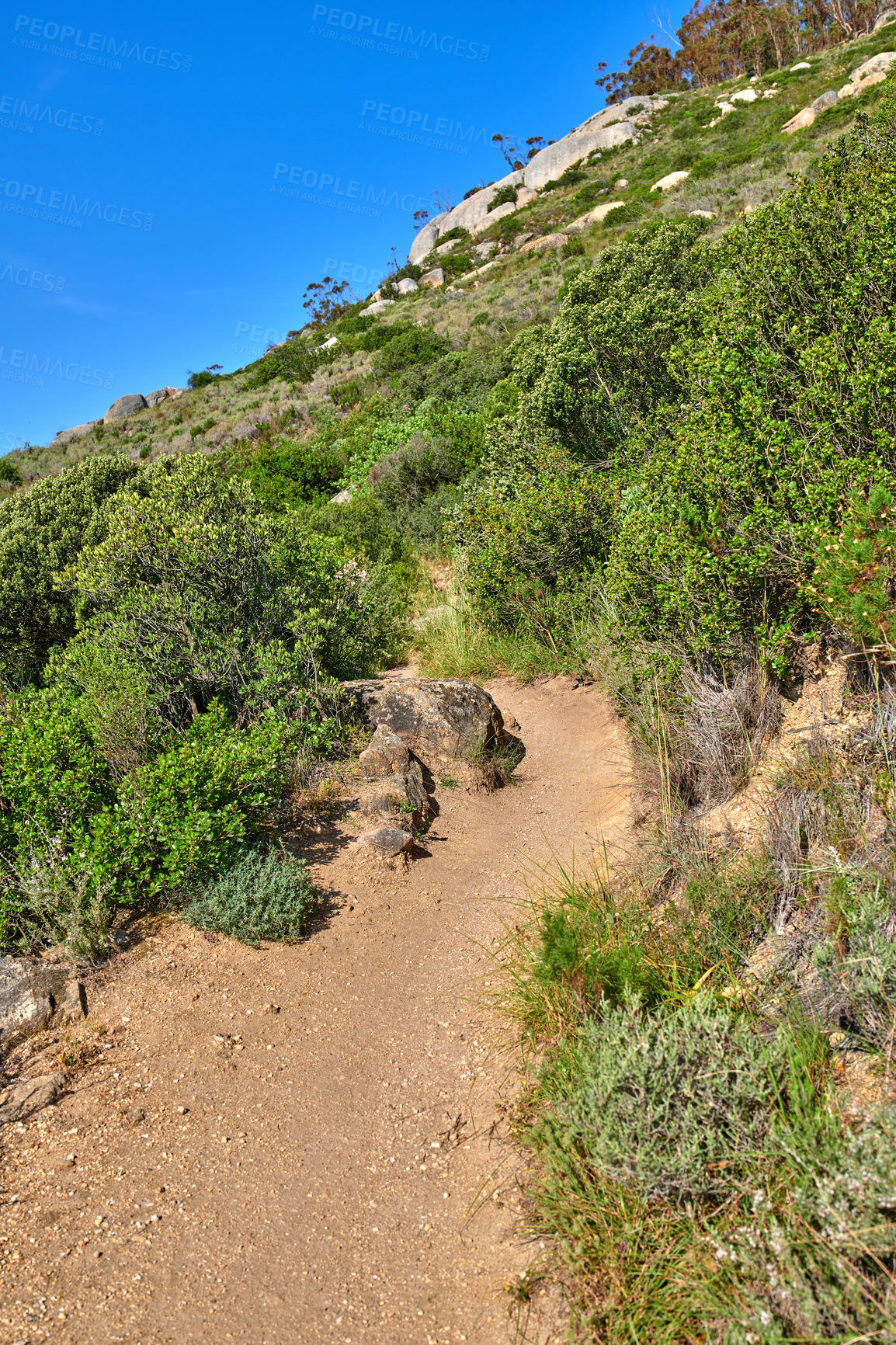 Buy stock photo A hiking trail on a rocky green mountain. Beautiful landscape of a dirt road leading through thick wild bushes and plants on a hill with blue sky copy space. A discovery or explore path in nature