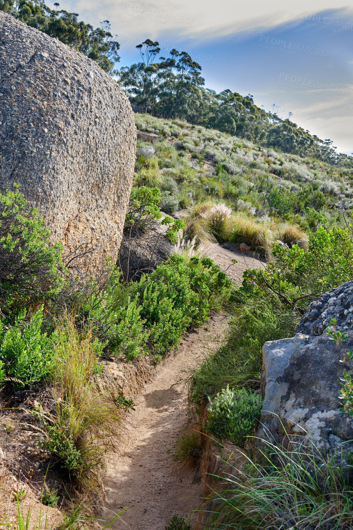 Buy stock photo A hiking trail on a rocky green mountain. Beautiful landscape of a mysterious dirt road leading through wild bushes and plants on a hill with a blue sky. A discovery or explore path in nature