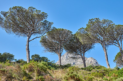 Buy stock photo Beautiful mountain side with plants flowers and trees on a sunny summer day with clear blue sky. Isolated natural calm serene land, located in the Western Cape South Africa