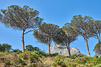 Flowers, plants and trees on mountain side in South Africa