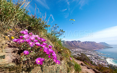 Buy stock photo Mountain trails on Lion's Head, Table Mountain National Park, Cape Town, South Africa