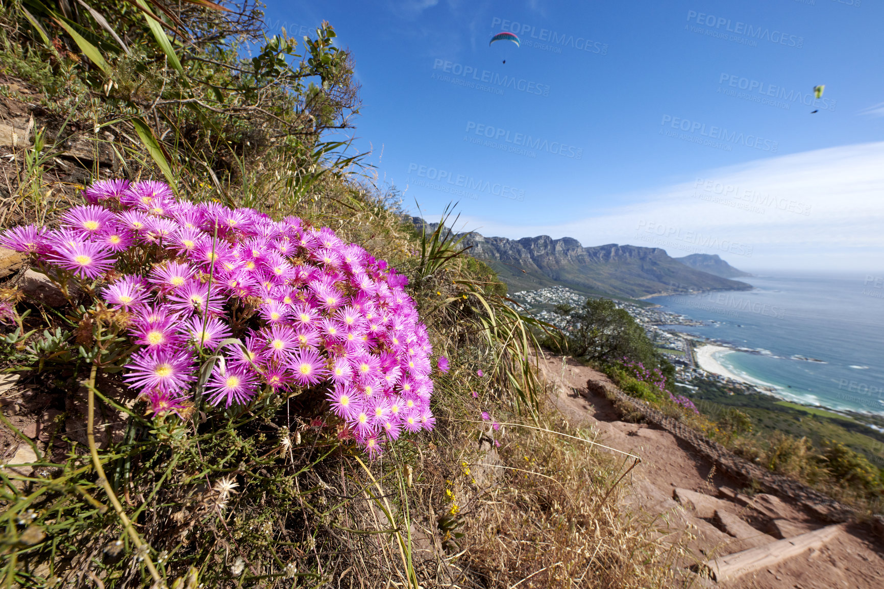 Buy stock photo Mountain trails on Lion's Head, Table Mountain National Park, Cape Town, South Africa