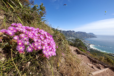 Buy stock photo Mountain trails on Lion's Head, Table Mountain National Park, Cape Town, South Africa