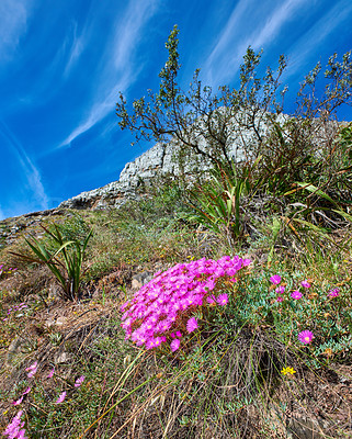 Buy stock photo Colorful pink flowers growing on a mountain with a blue sky background from below. Vibrant mesembryanthemums or vygies from the aizoaceae species blooming in a dry natural landscape in South Africa 
