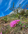 Flowers, plants and trees on mountain side in South Africa