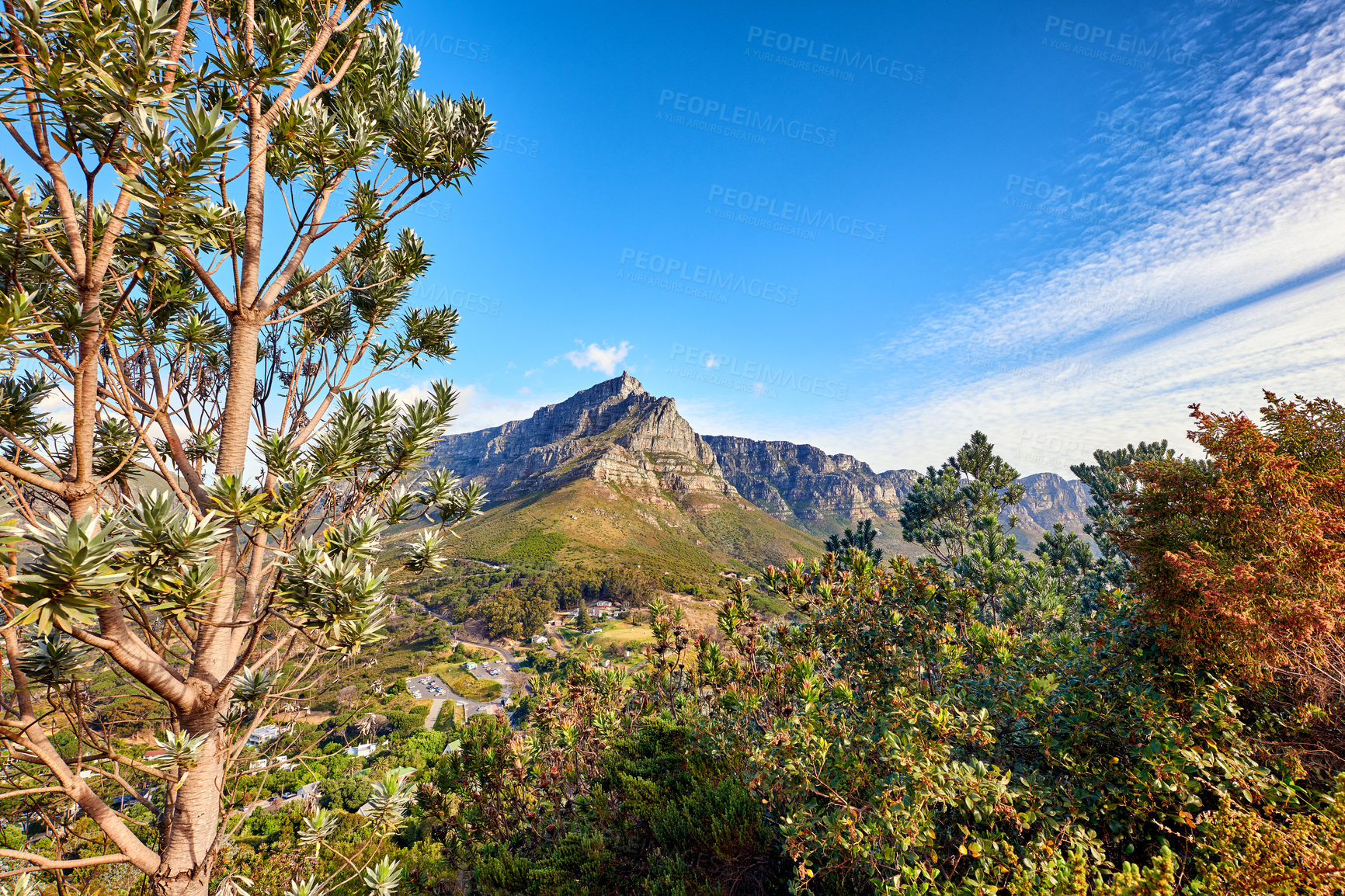 Buy stock photo Copyspace of flowers, plants, and trees on a mountain in South Africa, Western Cape. Landscape view of beautiful vegetation and greenery on a hiking trail in a natural environment in summer