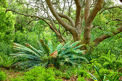 Buy stock photo Vibrant fern, shrubs and big wild trees growing in lush Kirstenbosch Botanical Gardens in Cape Town on a sunny day in spring. Closeup of leafy plant species blooming in a natural forest environment