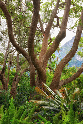 Buy stock photo Green ferns and big wild trees growing in lush Kirstenbosch Botanical Gardens in Cape Town on a sunny day outdoors in spring. Closeup of leafy plant species blooming in a natural forest environment