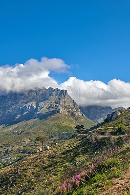 Buy stock photo Copyspace and landscape of Table Mountain with lush pasture and flowers with cloudy blue sky background. Vegetation on a grassy slope or cliff with hiking trails to explore Cape Town, South Africa
