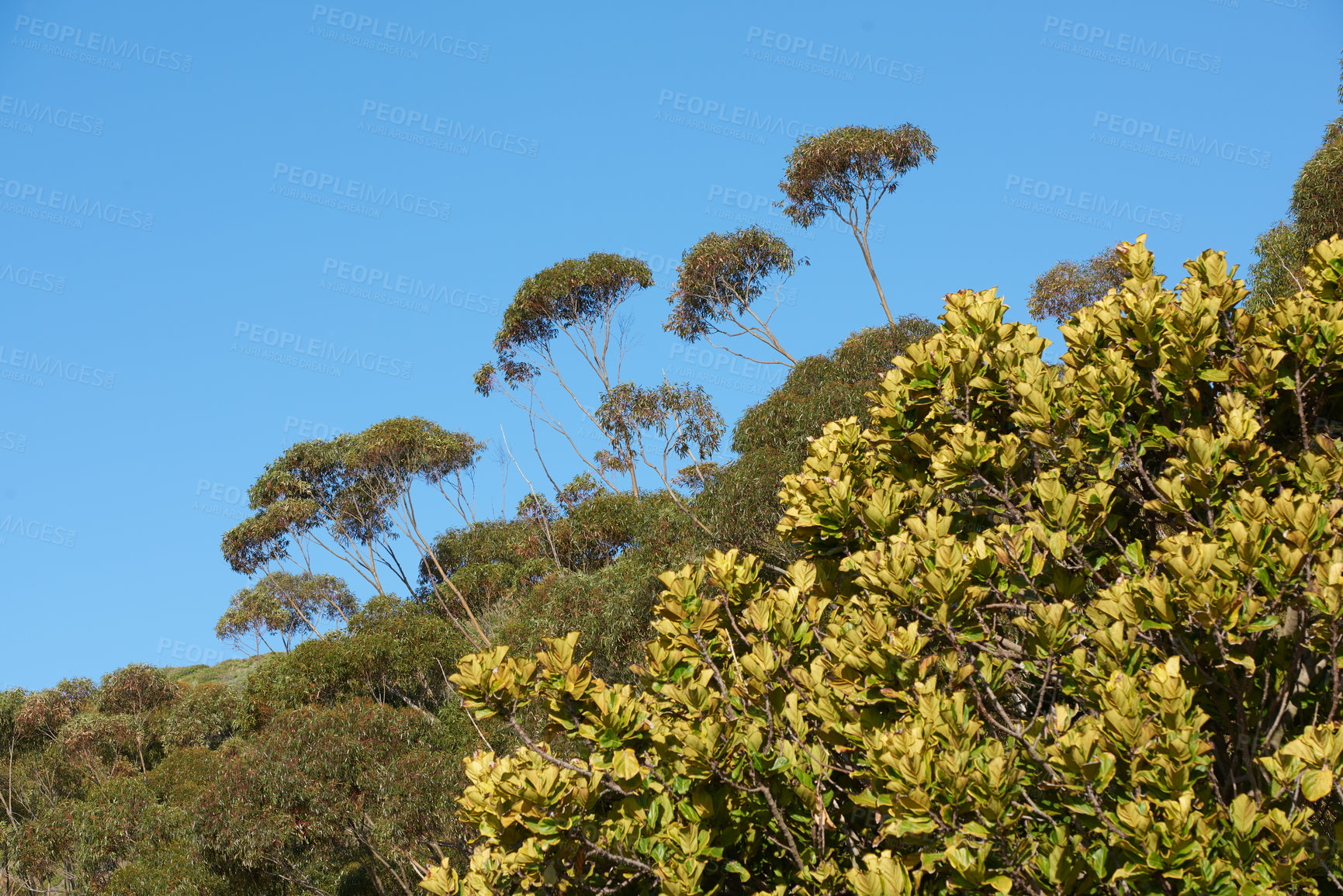 Buy stock photo Beautiful flowers, plants, and trees on a mountain in South Africa, Western Cape. Landscape view of growing vegetation and greenery in a natural environment for calmness and peace in nature in summer