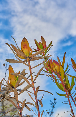 Buy stock photo below dry pincushion protea plants on blue cloud sky background with copy space. Indigenous South African flowers with regrowth in early spring in an eco friendly botanical garden