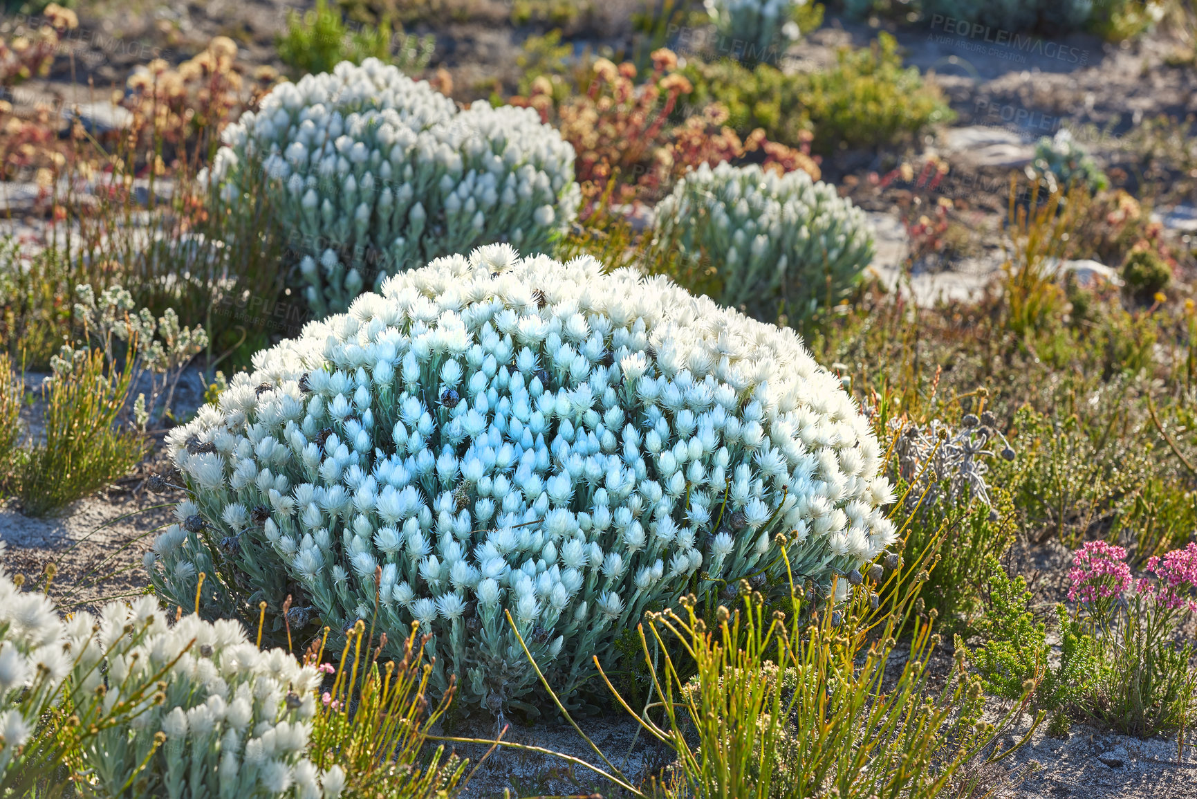 Buy stock photo Silver Everlasting (Syncarpha vestita) flower. Growing up to 1m tall, this compact, much-branched shrublet has soft woody stems and branches and a thick covering of grey-woolly hairs that feels like felt- Location of photo: the wilderness of Cape Point National Park, Western Cape, South Africa