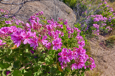 Buy stock photo Pink fynbos flowers blossoming on a famous tourism hiking trail on Table Mountain National Park in Cape Town, South Africa. Mesembryanthem plant in a serene and uncultivated nature reserve