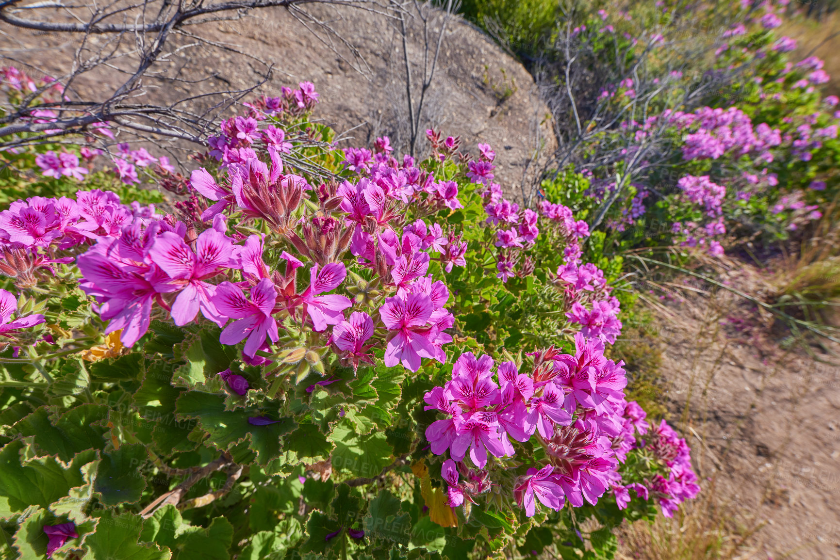 Buy stock photo Pink fynbos flowers blossoming on a famous tourism hiking trail on Table Mountain National Park in Cape Town, South Africa. Mesembryanthem plant in a serene and uncultivated nature reserve