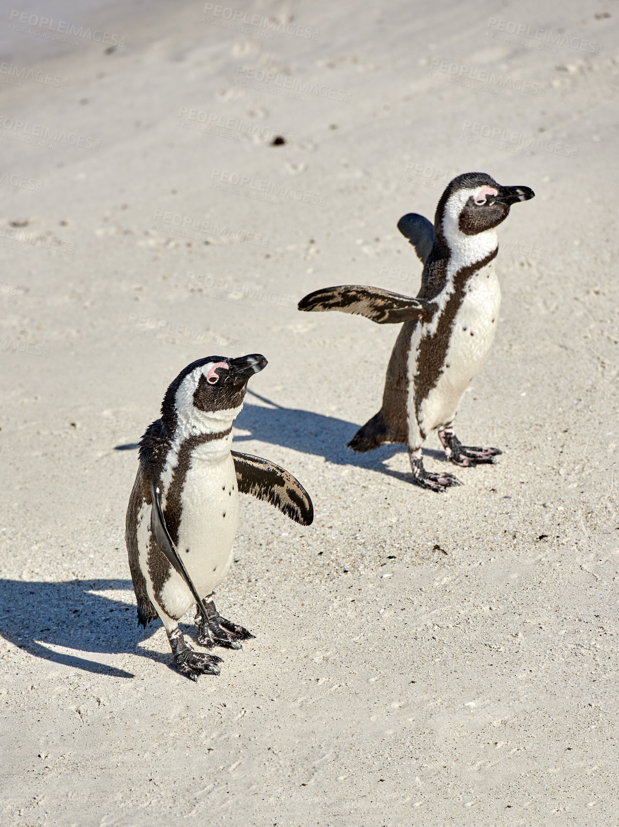 Buy stock photo Two black footed African penguins on sand beach, breeding colony or coast conservation reserve in South Africa together. Endangered waterbirds, aquatic sea and ocean wildlife, protected for tourism