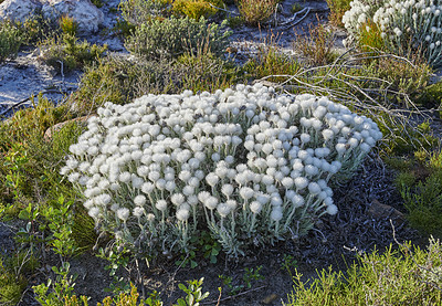 Buy stock photo Silver Everlasting (Syncarpha vestita) flower. Growing up to 1m tall, this compact, much-branched shrublet has soft woody stems and branches and a thick covering of grey-woolly hairs that feels like felt- Location of photo: the wilderness of Cape Point National Park, Western Cape, South Africa