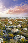 The wilderness of Cape Point National Park