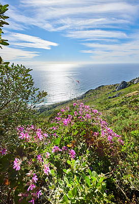 Buy stock photo Quiet ocean view from a mountain landscape with vibrant malva flowers and greenery against a calm sea and cloudy blue horizon. Secluded nature walking trail in South Africa in summer with copy space