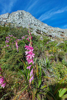 Buy stock photo Beautiful Gladiolus Gladioli flowers on a hiking trail with a blue sky and sunshine in the background. Many purple, pink and green organic flowering plants on a nature explore path with copy space
