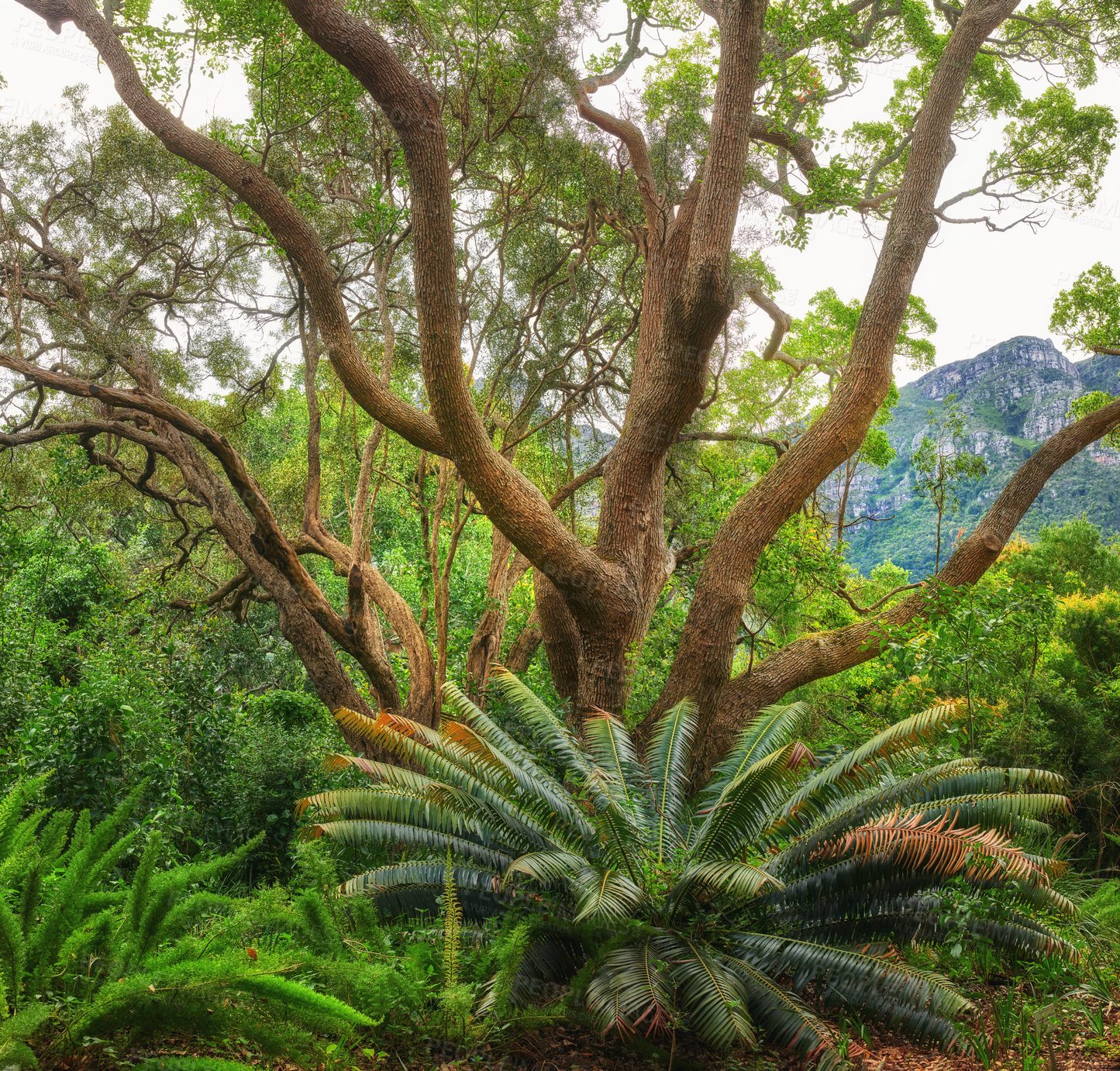 Buy stock photo Beautiful fern plant and sorcerer oak tree on a mountain in South Africa, Western Cape. Landscape view of growing vegetation and greenery in a natural environment for calmness and peace in nature